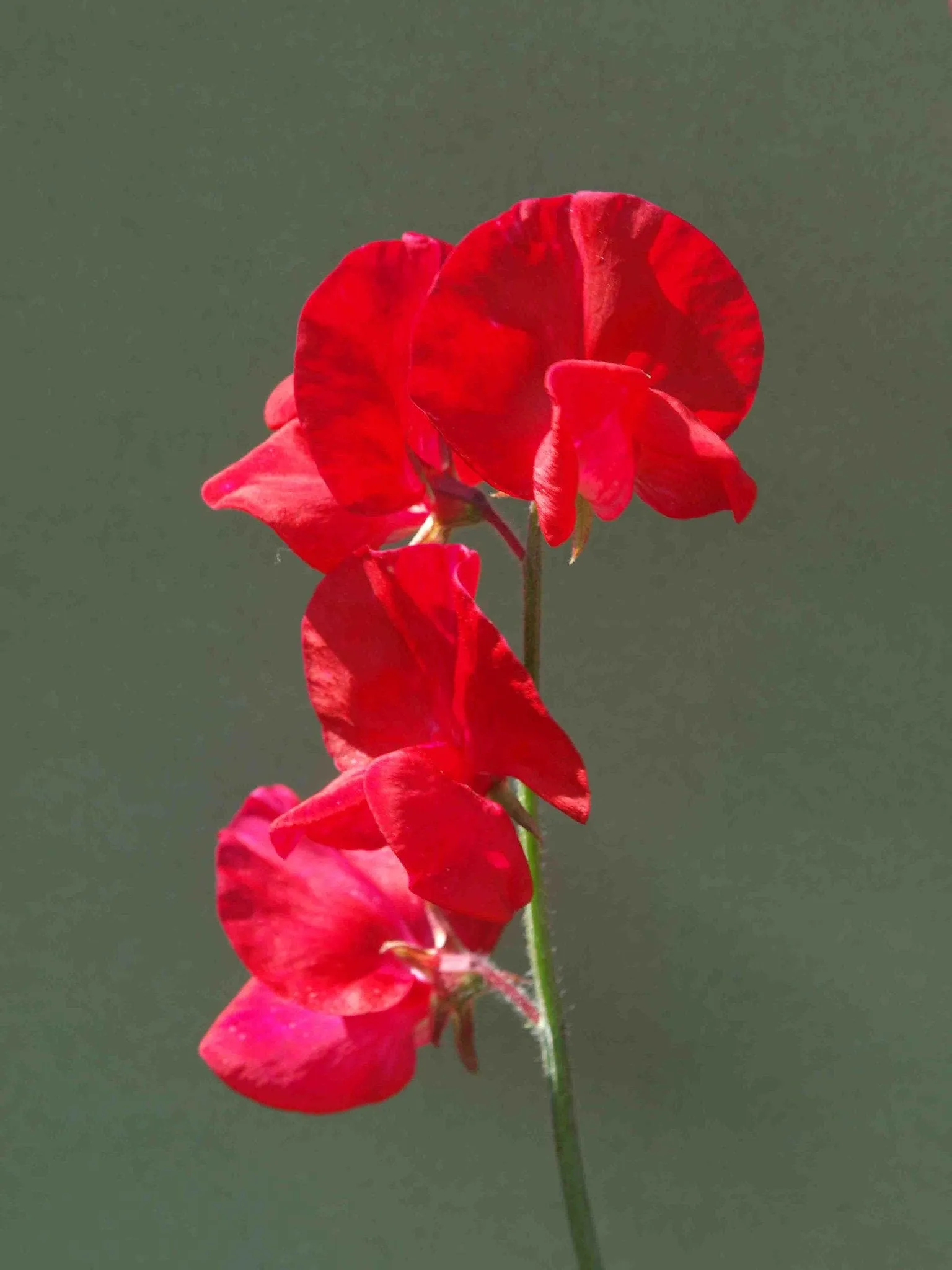 Sweet Pea Royal Scarlet  Lathyrus odoratus  20 Seeds  USA Company