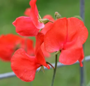 Sweet Pea Royal Scarlet  Lathyrus odoratus  20 Seeds  USA Company