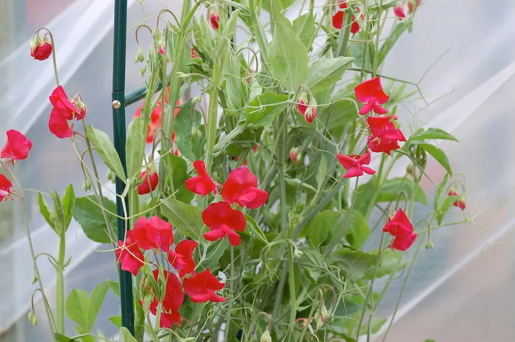 Sweet Pea Royal Scarlet  Lathyrus odoratus  20 Seeds  USA Company